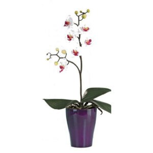 ORCHIDEA orchidea 40